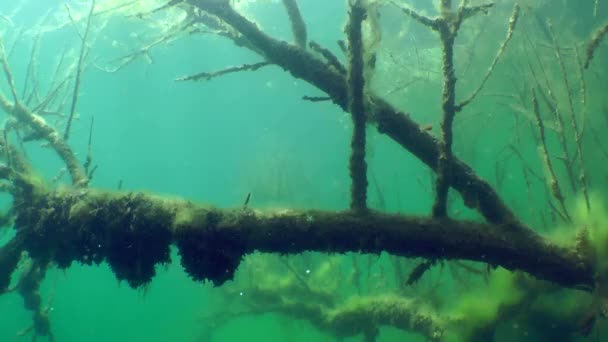 Onderwater landschap: de holle boom in een zoetwatermeer — Stockvideo