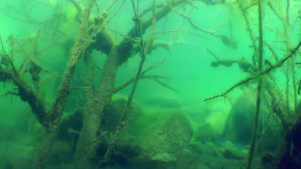 Paesaggio subacqueo: l'albero sommerso in un lago d'acqua dolce — Video Stock