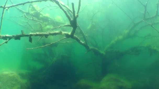 Onderwater landschap: de holle boom in een zoetwatermeer — Stockvideo