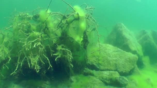 水下景观 ︰ 淡水湖泊中的沉没树 — 图库视频影像