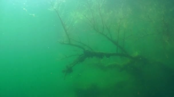 Підводний пейзаж: затоплене дерево в прісноводному озері — стокове відео