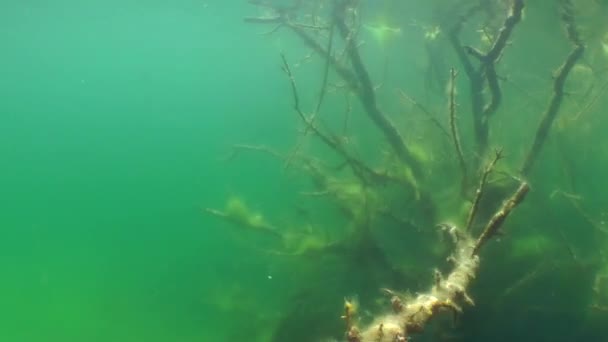 Подводный пейзаж: затонувшее дерево в пресноводном озере — стоковое видео