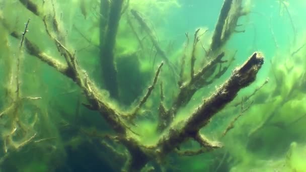 Paisagem subaquática: a árvore afundada em um lago de água doce — Vídeo de Stock