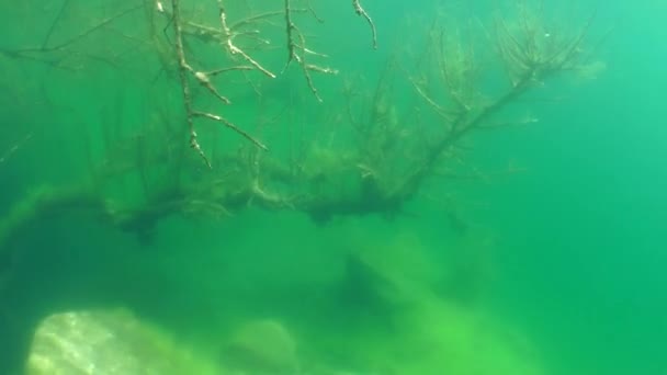Υποβρύχιο τοπίο: το βυθισμένο δέντρο σε μια λίμνη γλυκού νερού — Αρχείο Βίντεο