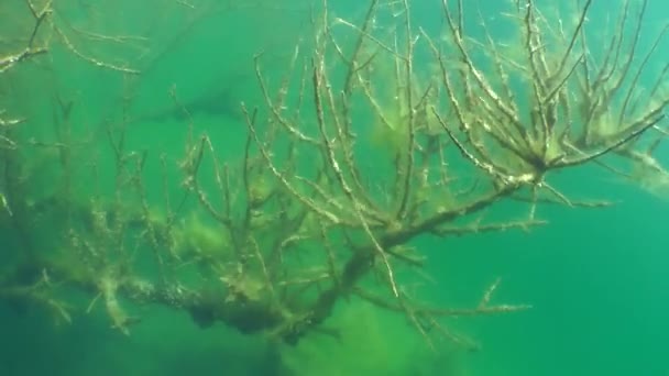 Unterwasserlandschaft: der versunkene Baum im Süßwassersee — Stockvideo