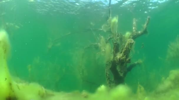 Paisaje submarino: árboles sumergidos en lago de agua dulce — Vídeos de Stock