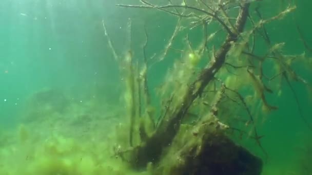 Paisaje submarino: árboles sumergidos en lago de agua dulce — Vídeo de stock