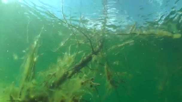 Paisaje submarino: árboles sumergidos en lago de agua dulce — Vídeo de stock