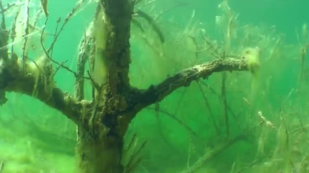 Undervattenslandskap: nedsänkt träd i insjö — Stockvideo