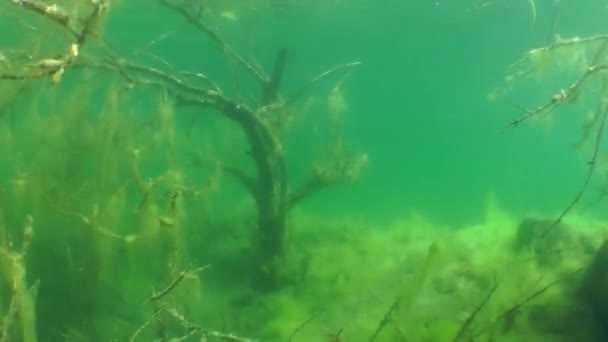 Подводный пейзаж: подводные деревья в пресноводном озере — стоковое видео