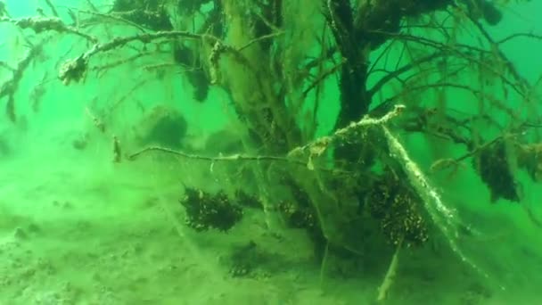 Paysage sous-marin : arbres submergés dans un lac d'eau douce — Video