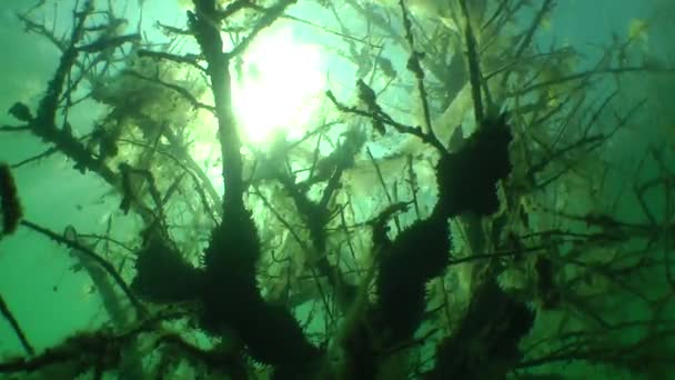 Paisaje submarino: árboles sumergidos en lago de agua dulce — Vídeo de stock