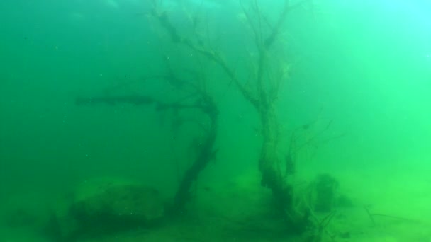 Onderwater landschap: ondergedompeld bomen in zoetwatermeer — Stockvideo