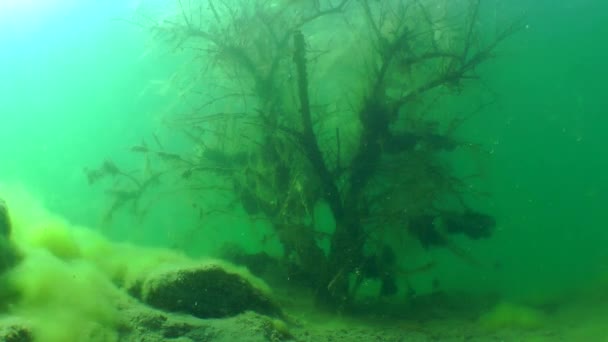 Silhouette d'un plongeur derrière un arbre coulé . — Video