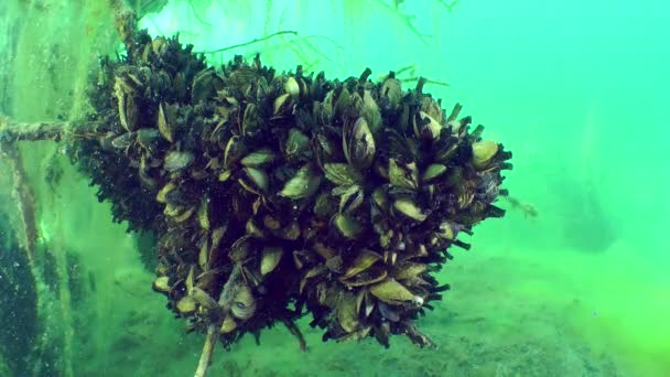 Zebra mussel (Dreissena polymorpha). — Stok Video