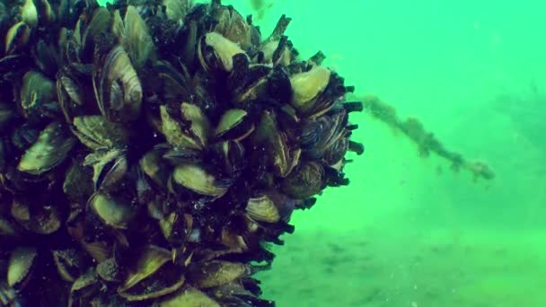 Zebra mussla (Dreissena polymorpha). — Stockvideo