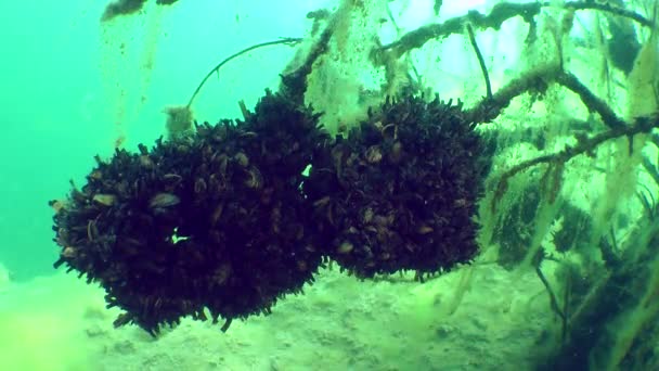 Mejillón de cebra (Dreissena polymorpha ). — Vídeo de stock