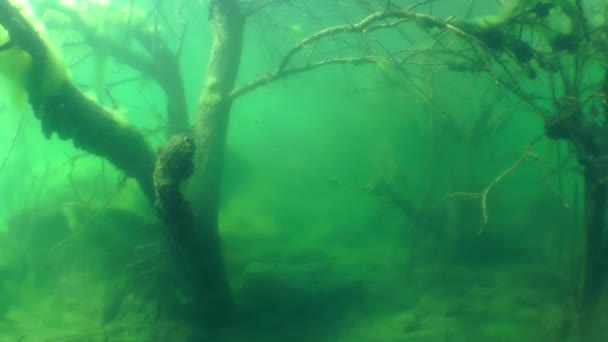 Подводный пейзаж: подводные деревья в пресноводном озере — стоковое видео