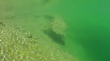 Sığ sularda yalan taşlar.