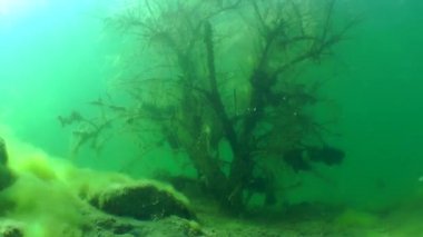 Tatlısu levreği (perca fluviatilis).