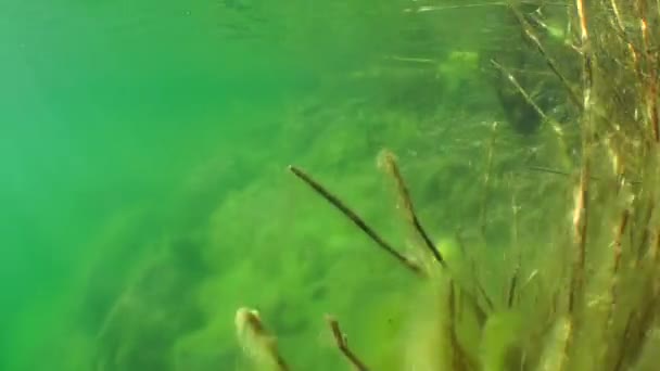 Piedras que yacen en aguas poco profundas . — Vídeos de Stock