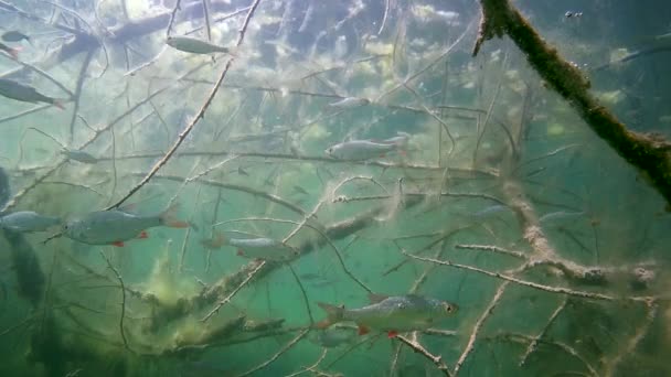 Rudd (Scardinius erythrophthalmus). — Vídeo de stock