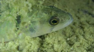 Tatlısu levreği (perca fluviatilis).