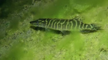 Kuzey pike (esox lucius).
