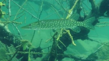 Kuzey pike (esox lucius).