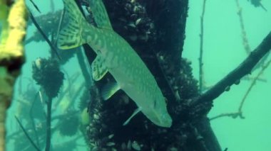 Kuzey pike (esox lucius).