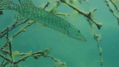 Kuzey pike (esox lucius).