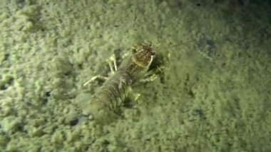 Avrupa kerevit (Astacus sp.)