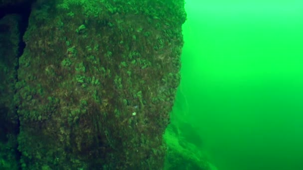 Подводный пейзаж: Наклон гранитной породы . — стоковое видео