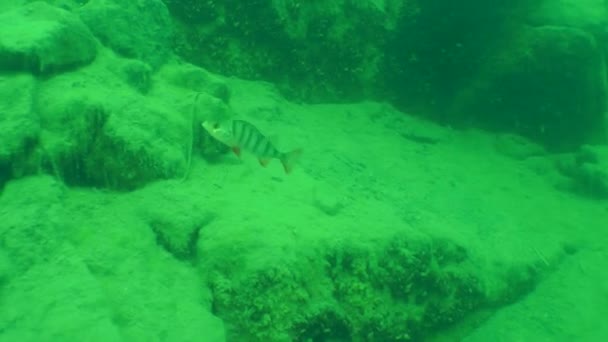 欧洲鲈鱼 (perca fluviatilis). — 图库视频影像