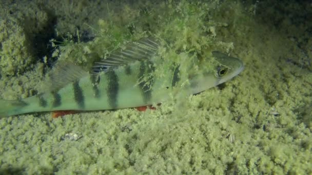 European perch (Perca fluviatilis). — Stock Video