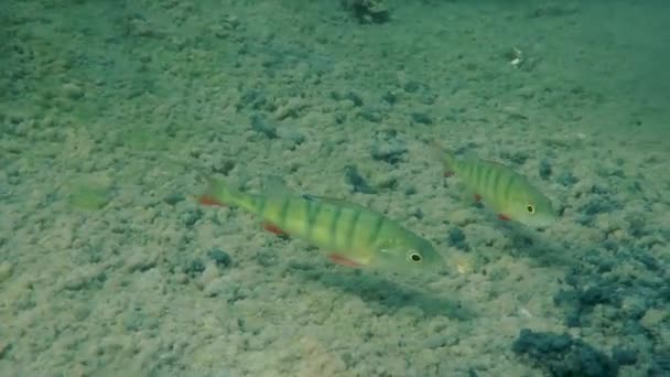 Pesce persico europeo (Perca fluviatilis ). — Video Stock
