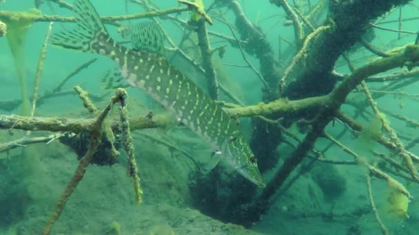 Lucio del norte (Esox lucius ). — Vídeo de stock