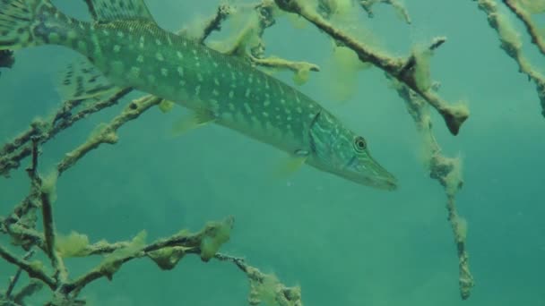 Pique-do-norte (Esox lucius ). — Vídeo de Stock