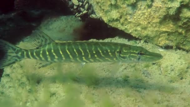 Lucio del norte (Esox lucius ). — Vídeo de stock