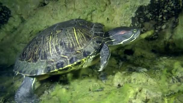 Turtle Pond slider (Trachemys scripta). — Stock Video