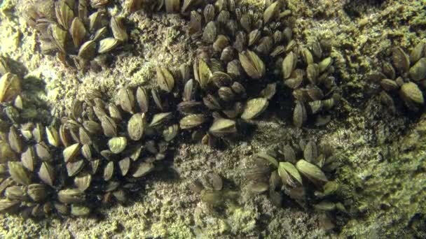 Cozze di zebra (Dreissena polymorpha ). — Video Stock