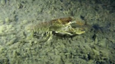 Avrupa kerevit (Astacus sp.)