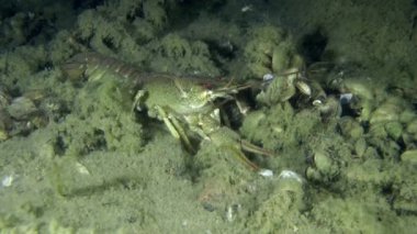 Avrupa kerevit (Astacus sp.)