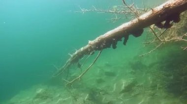 Sualtı manzara: Güneş ışınları düşmüş bir ağaç gövde