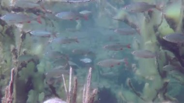 Rudd (Scardinius erythrophthalmus).