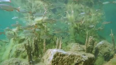 Rudd (Scardinius erythrophthalmus).
