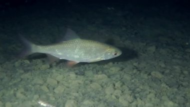 Rudd (Scardinius erythrophthalmus).