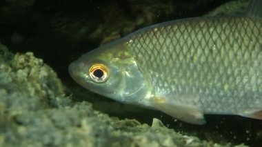 Rudd (Scardinius erythrophthalmus).