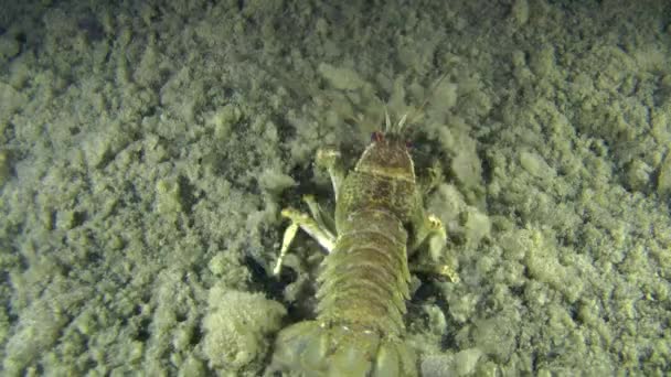 Lagostins europeus (Astacus sp. .) — Vídeo de Stock