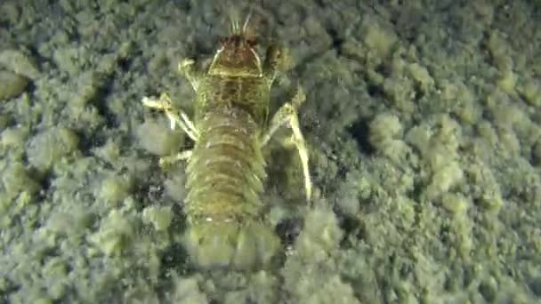 European crayfish (Astacus sp.) — Stock Video